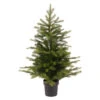 35.5 Inch Unlit Grandis Pine Potted Tree